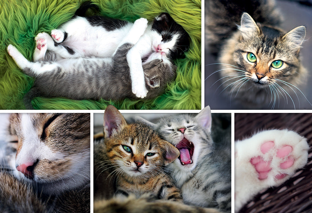 Les chats - Casse-tête de 1500 pièces