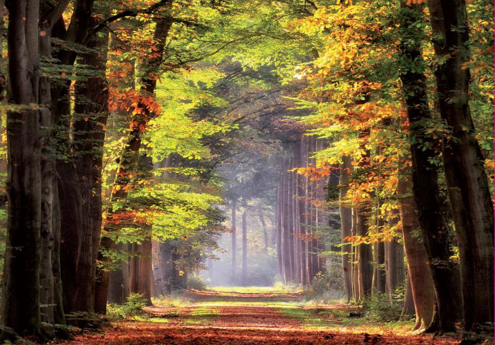 Marche d'automne - Casse-tête de 1000 pièces