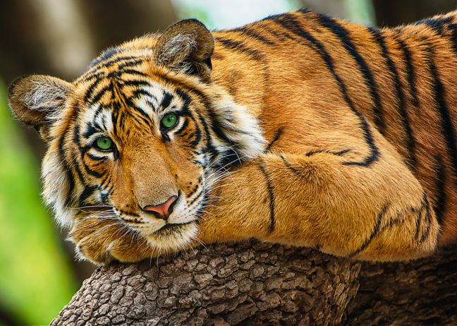 Le portrait du tigre - Casse-tête de 500 pièces