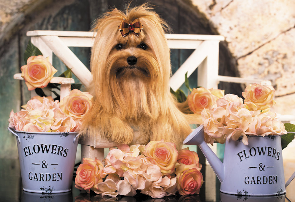 Mignon Golden York - Casse-tête de 1500 pièces