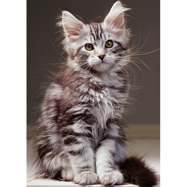 Le chaton Maine Coon 1000-Piece Puzzle