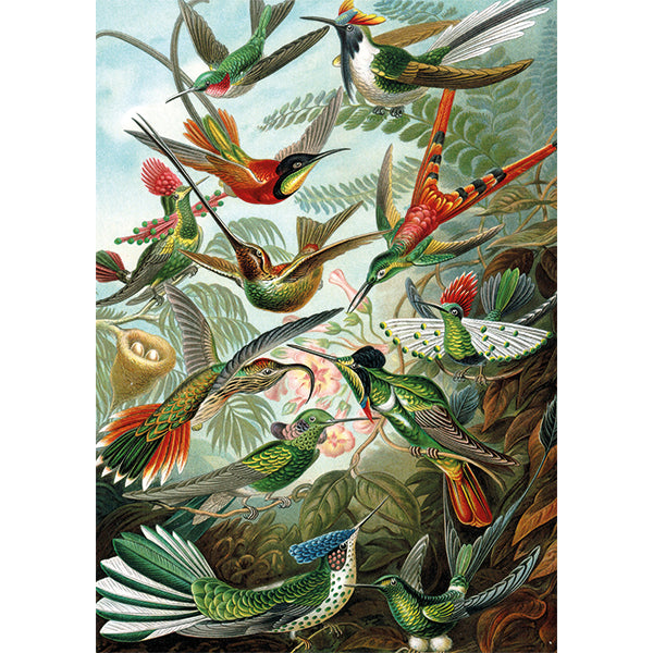 Hummingbirds - Haeckel<br>Casse-tête de 1000 pièces 
