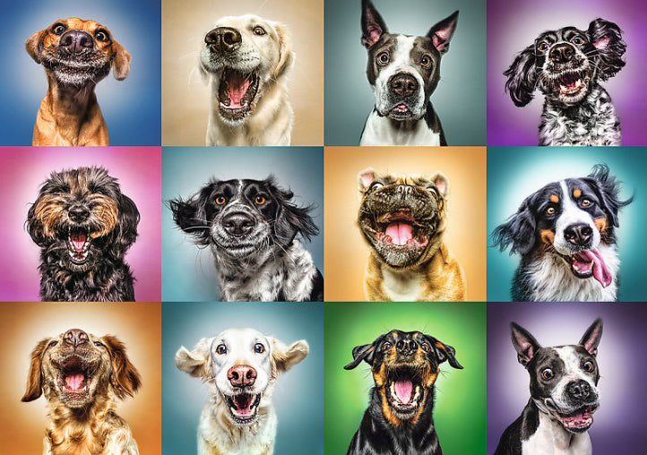 Funny Dogs Portraits 1000-Piece Puzzle