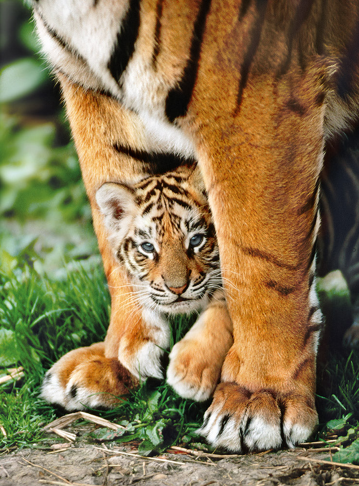 Bengal Tiger Cub 500-Piece Puzzle