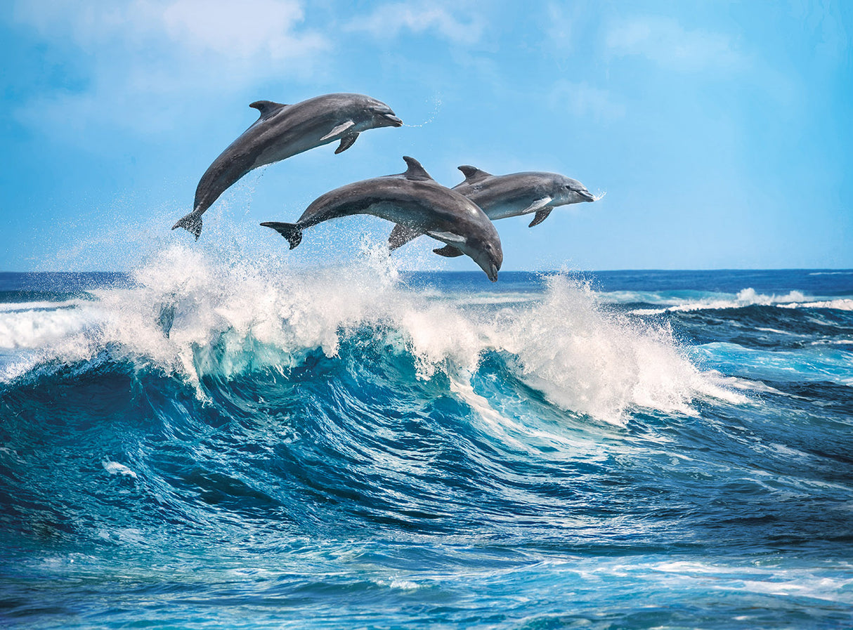 Dolphins 500-Piece Puzzle