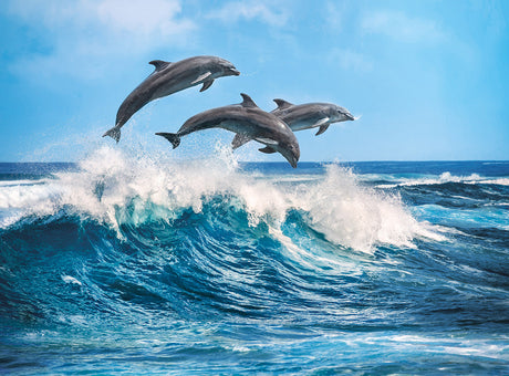 Dolphins 500-Piece Puzzle