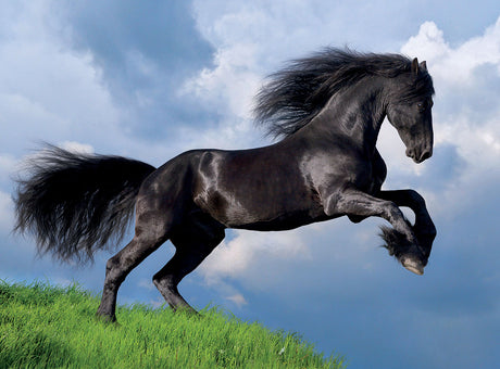 Friesian Black Horse 500-Piece Puzzle