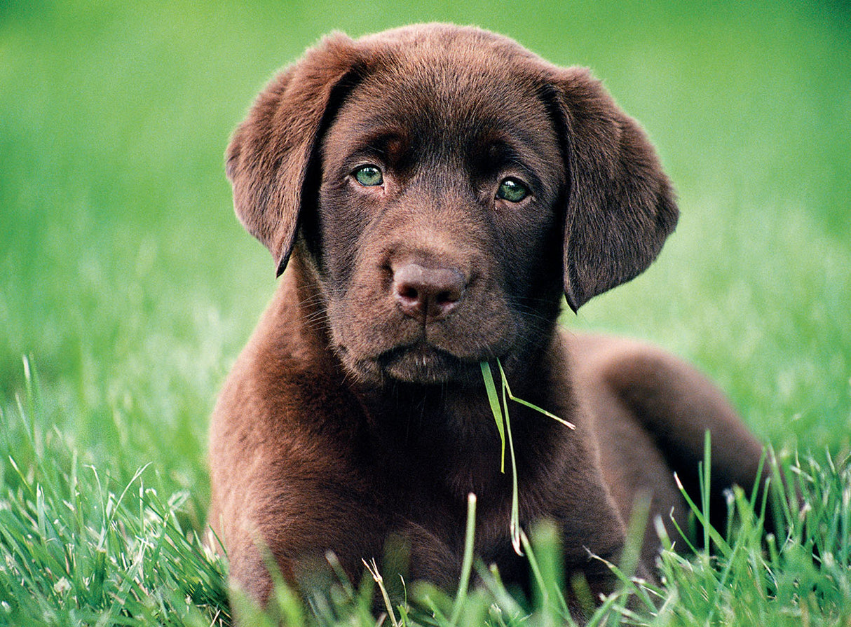 Chiot chocolat - Casse-tête de 500 pièces