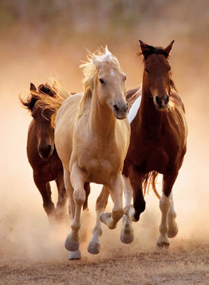 Chevaux de course - Casse-tête de 1000 pièces