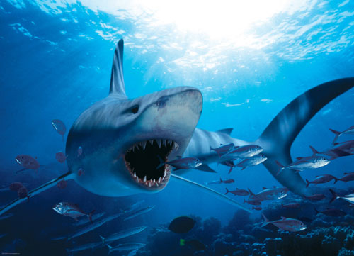 Hungry Shark 1000-Piece Puzzle
