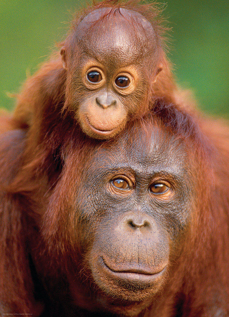 Orang-outan et bébé<br>Casse-tête de 1000 pièces