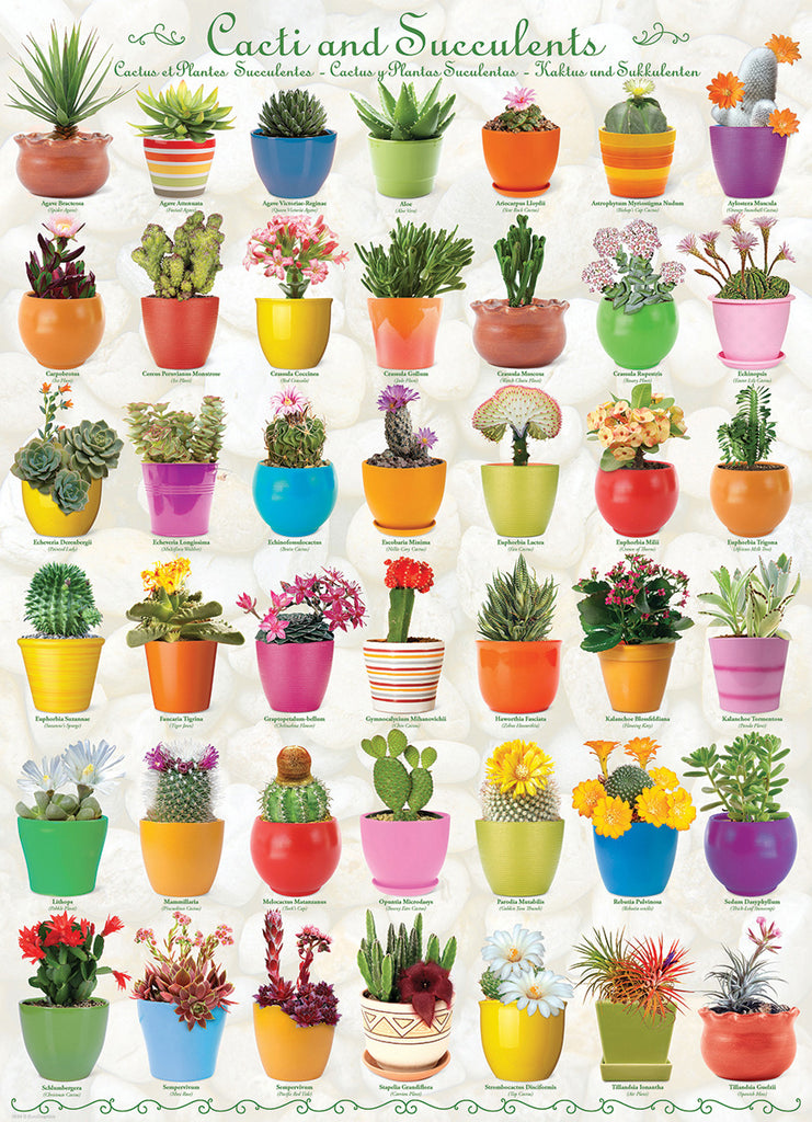 Cactus et Succulents<br>Casse-tête de 1000 pièces