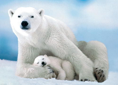 Ours polaire et bébé<br>Casse-tête de 1000 pièces