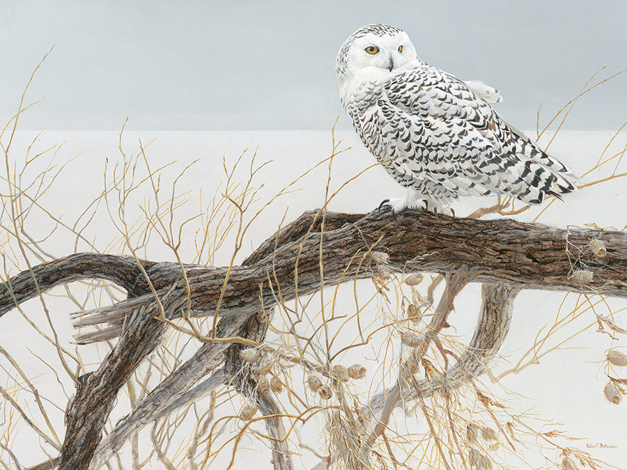 Chouette des neiges du saule déchu - Casse-tête de 500 pièces