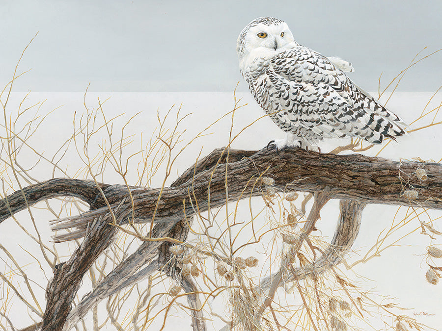 Fallen Willow Snowy Owl 500-Piece Puzzle OLD BOX