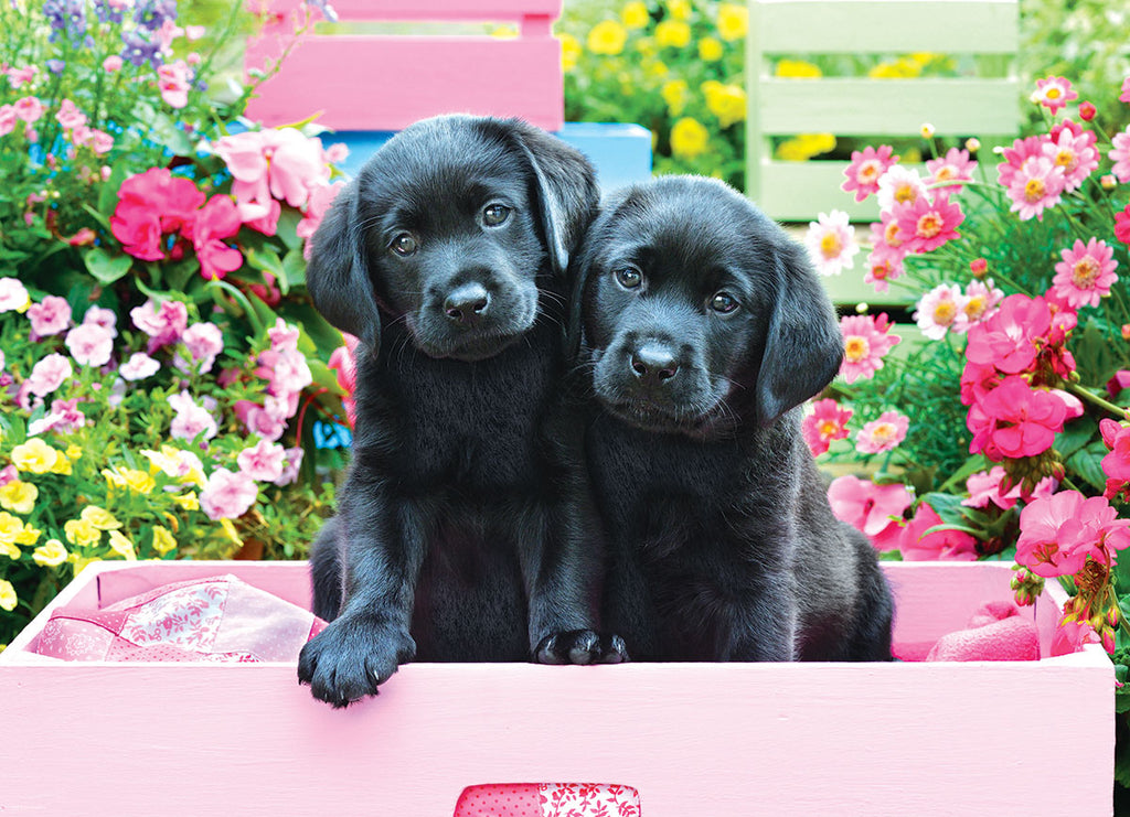 Black Labs in Pink Box 500-Piece Puzzle