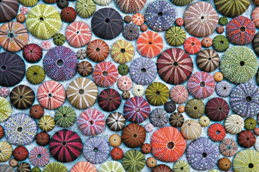 Sea Urchins 1000-Piece Puzzle
