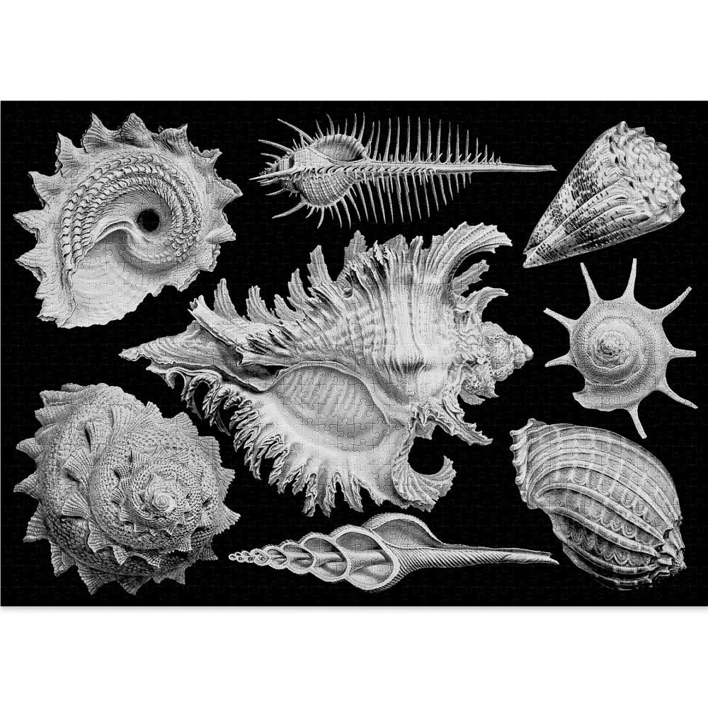 Shells 1000-Piece Puzzle